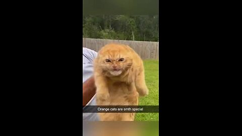 Funny Cat Video 14