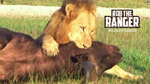 Lions Choke Buffalo Then Start To Feast | African Safari Sighting