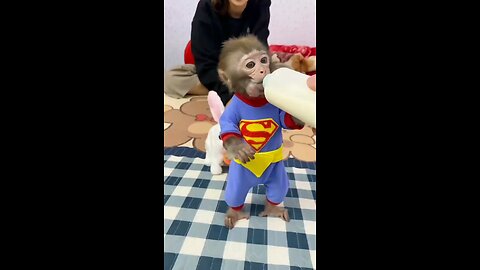 Monkey Drinking Milk