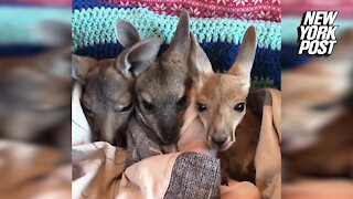 Baby kangaroos are triple the cuteness