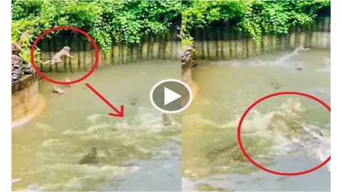 Watch the Reactions viral video of monkeys harassing crocodiles