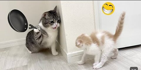 Animals funny🤣 video | dog and cat.. Amazing video