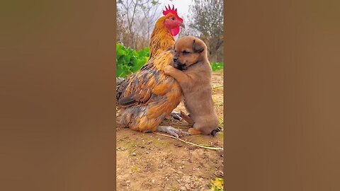 Friendship___puppy_and_chicken_._A_beautiful_moment