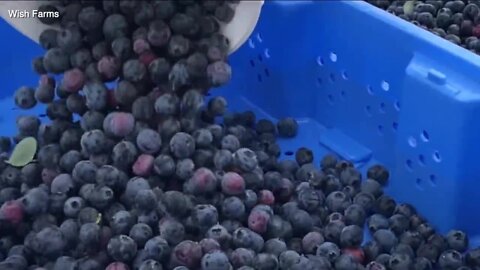 Plant City's Wish Farms donates thousands of pounds of berries to Feeding Tampa Bay