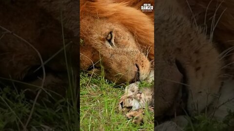 Lion Caught A Cheetah Cub | Saturday #shorts