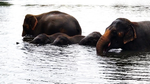 Baby elephants overjoyed to play in river