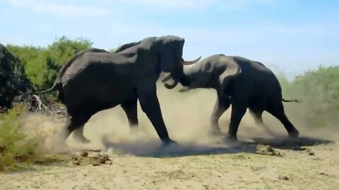 Elephant 🐘 vs Elephant 🐘 Two elephant fighting each other || 2022 ||