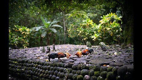 The Jungle Fowl: A Glimpse into Nature's Original Game Bird