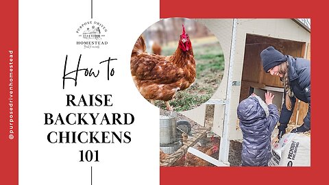 Beat Rising Egg Prices 😱 – Your Chickens 101 Guide