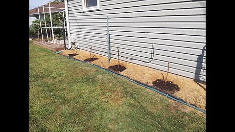 Giant Marconi Pepper Soil Preparation For Next Year's Grow 9/20/23