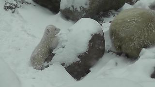Curious Polar Bear Cub Experiences Snow For The First Time