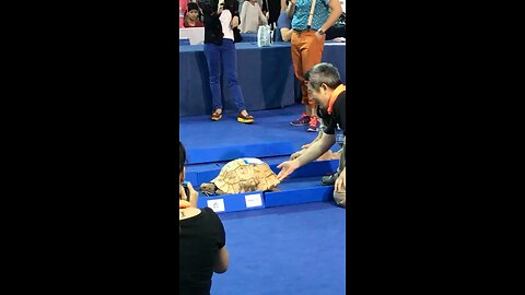 Tortoise Vs Rabbit (tortoise walk is slow but won't stop)