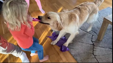 Golden Retriever Pup Tug Of War Ends In Tears! Poor Little Girl!!