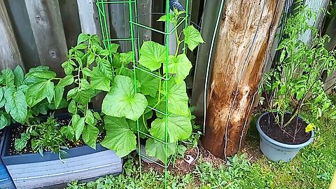 Wild Urban Gardens 2023 - The amazing SpaceMaster Cucumber!