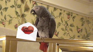 Will you be Einstein the Parrot's Valentine?