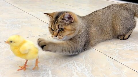 funny cat and chick video