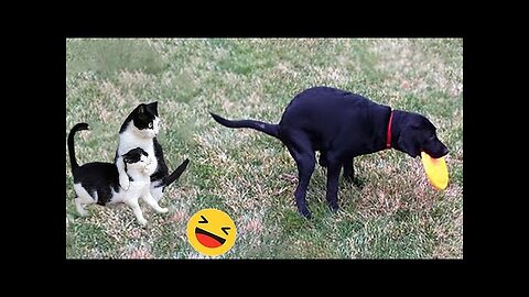 New Funny Animals 😅 Funniest Dogs And Cats Videos 2023🐶😺 #4