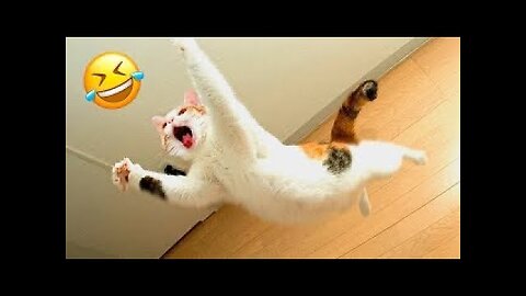 Try not to laugh. Funny animals