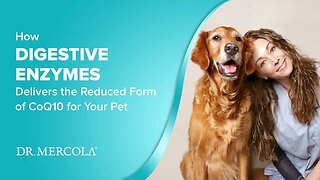 Why DIGESTIVE ENZYMES are Vital for Your Pet’s Digestion and Overall Health