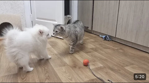 Cute dog play with cat