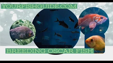 How To Increase Breeding Of Oscar Fish In Aquarium: MUST WATCH BEFORE BREEDING