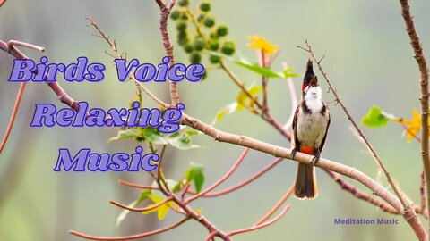 Relaxing Music with Birds Singing|Birds Voice|Relaxing Music
