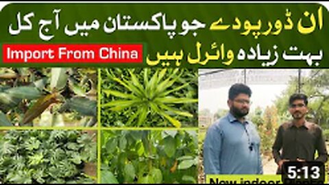 Viral Indoor Plants 🪴in Pakistan 2023 _ China ke new indoor poode