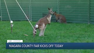 Day one at the Niagara County with kangaroos at Niagara Downunder