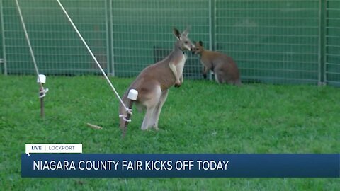 Day one at the Niagara County with kangaroos at Niagara Downunder