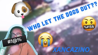 WHO LET THE DOGS OUT? - XANCAZINO