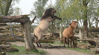 Wild Konik Horses Playing Around To Show Their Power