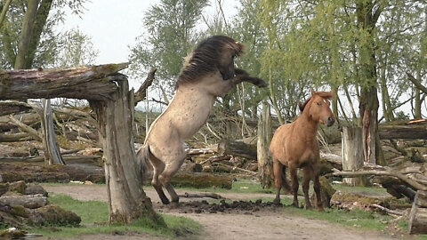 Wild Konik Horses Playing Around To Show Their Power