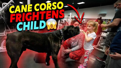 Cane Corso Goes After Little Girl? ☠️