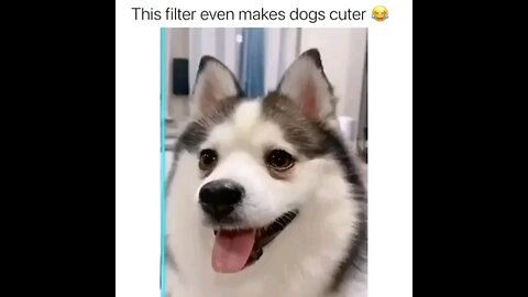 funny dog