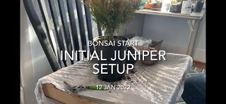 Bonsai Juniper Starter