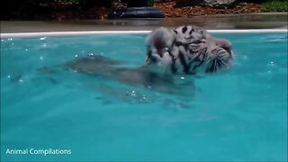 Cute Baby Tiger Cubs Playing - CUTEST Compilation