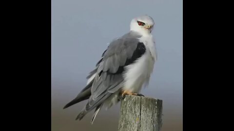 Black-shouldered Kite