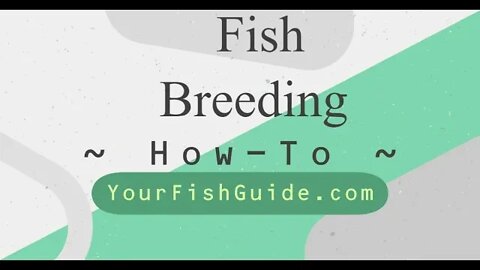 Fish Breeding Tube THE ADVANCED Fish Breeding System ~ Must Watch If You Want To Breed Fish