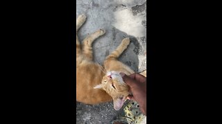 playing with a street cat