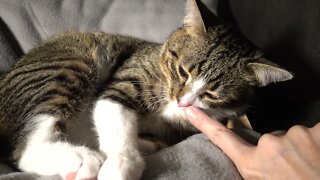 Purring Cat Scratches His Nose