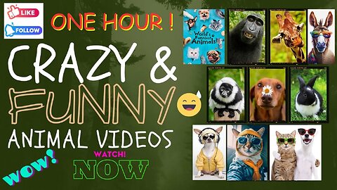 [60 MIN] New Cutest Pet Videos Funniest Animals😻 Best of the December 2023 😆#funnyanimals #1hour