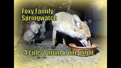🦊Urban Foxy Family Spring Watch - four cute newborn cubs have a night out with mum & one has a rat !