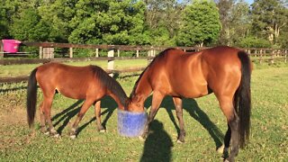 Changes made for feeding time for the big mares and the boys.