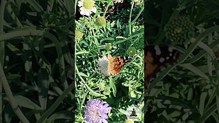 🦋 Serene Butterfly on Flower 🌼 Relaxing Birdsong & Piano Music | Calming Nature Short