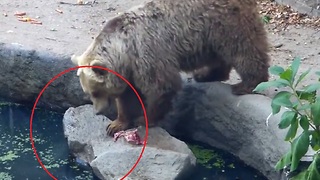 Killer Bear Shows Unbelievable Compassion, Saves Life Of Drowning Bird