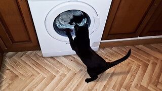 My Kitten Trying To Stop The Washing Machine