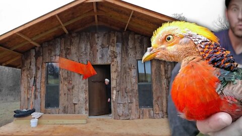 What's inside the ultimate aviary coop? building an aviary part 5