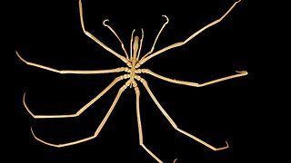 140-Year Puzzle: How Do Antarctic Sea Spiders Reproduce?