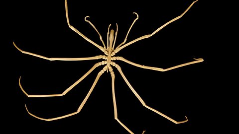 140-Year Puzzle: How Do Antarctic Sea Spiders Reproduce?