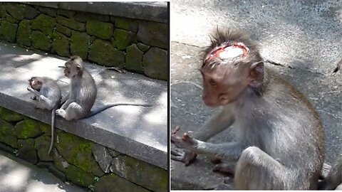 Baby monkey got bitten on his head!!